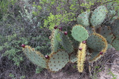 Opuntia