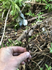 Gastrodia cunninghamii