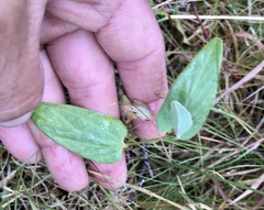 Aristolochia angustifolia
