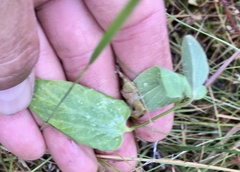 Aristolochia angustifolia