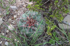 Thelocactus hexaedrophorus