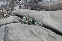 Thelocactus hexaedrophorus