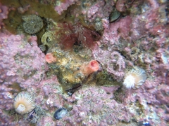 Cnemidocarpa nisiotis