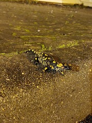 Salamandra salamandra