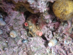 Cnemidocarpa nisiotis