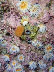 Cnemidocarpa