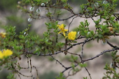 Larrea tridentata