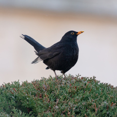 Turdus merula