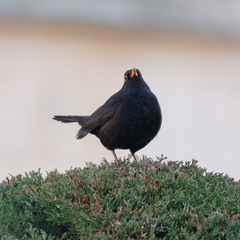 Turdus merula