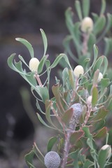 Isopogon trilobus