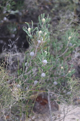Isopogon trilobus
