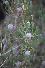 Isopogon trilobus