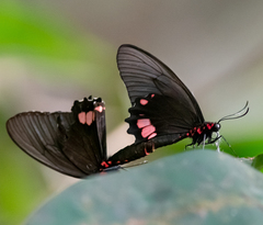 Parides sesostris