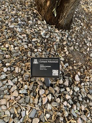Vallesia laciniata