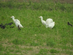 Bubulcus ibis