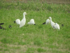 Bubulcus ibis
