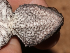 Agama aculeata