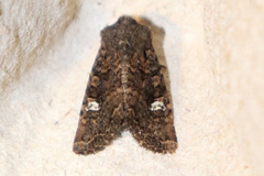 Dryobota labecula