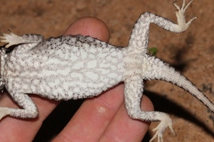 Agama aculeata