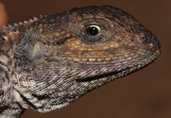 Agama aculeata