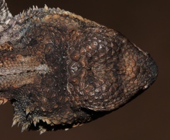 Agama aculeata