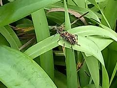 Pachylis laticornis
