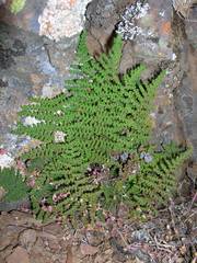 Myriopteris intertexta