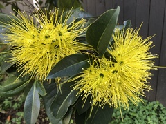 Xanthostemon chrysanthus