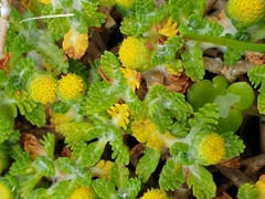 Leptinella lanata