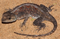 Agama aculeata