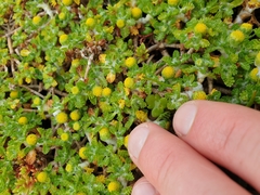 Leptinella lanata