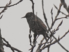 Sturnus vulgaris