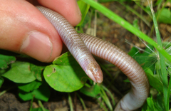 Amphisbaena darwinii