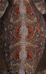 Agama aculeata