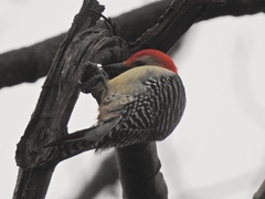 Melanerpes carolinus