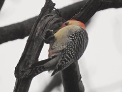 Melanerpes carolinus