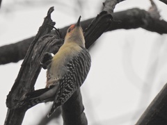 Melanerpes carolinus