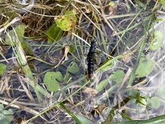 Platydracus scabrosus