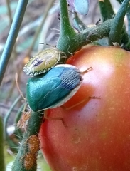 Edessa rufomarginata