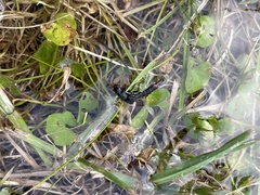 Platydracus scabrosus