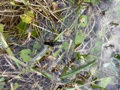 Platydracus scabrosus