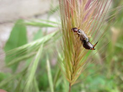 Forficula auricularia