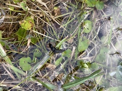 Platydracus scabrosus