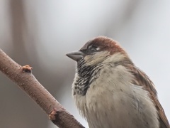 Passer domesticus