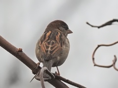 Passer domesticus