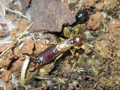 Forficula auricularia