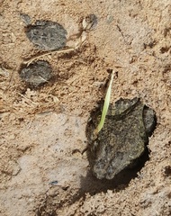 Sclerophrys gutturalis