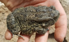 Sclerophrys gutturalis