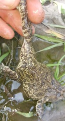 Sclerophrys gutturalis