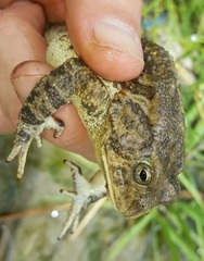 Sclerophrys gutturalis